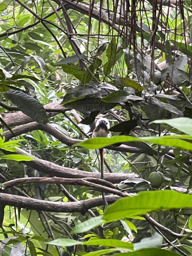 Ecohostal Rio Piedra Zaino Eksteriør billede